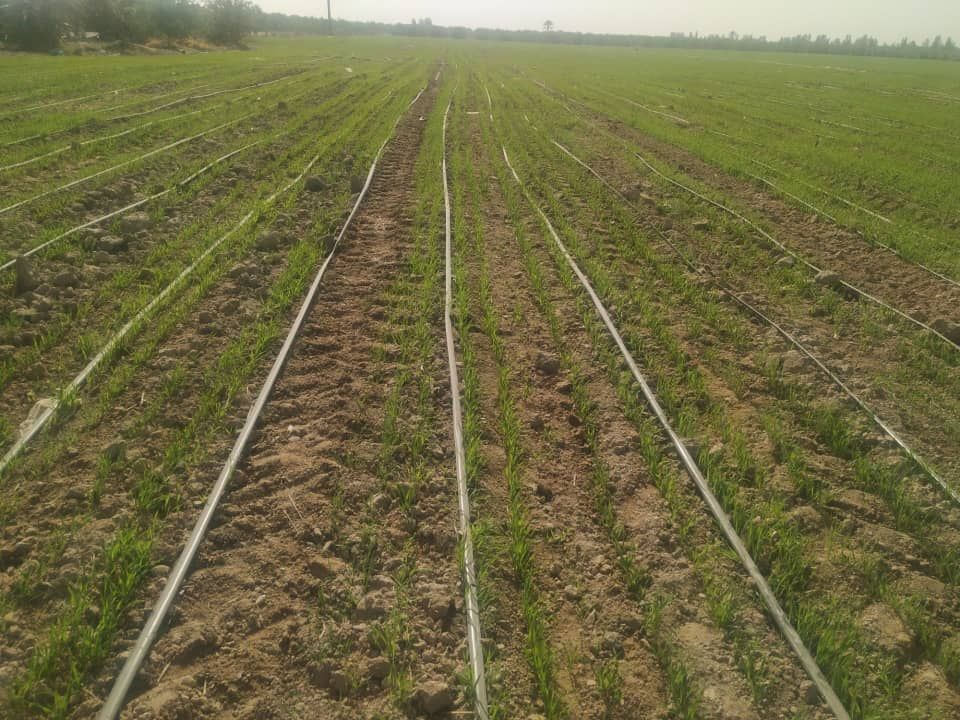 کشت گندم در زمینهای کشاورزی هرمزگان کشت گندم در زمینهای کشاورزی هرمزگان