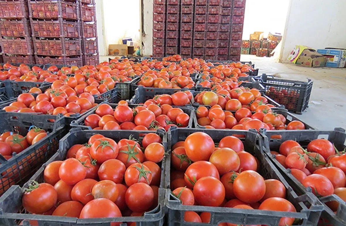 تعادل قیمت گوجه‌فرنگی در همدان به‌زودی