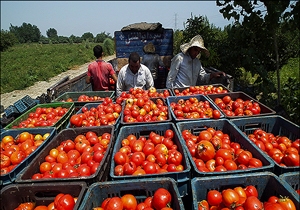 برداشت گوجه‌فرنگی در شهرستان بستک آغاز شد
