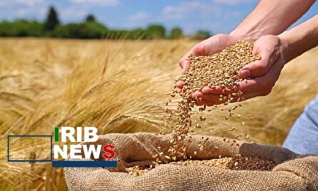 گلستان، قطب تولید بذر گندم