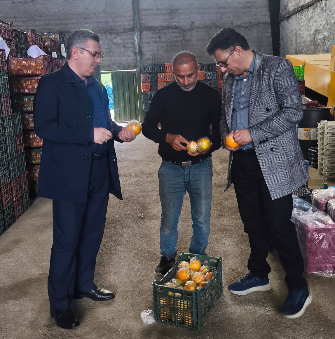 تأمین میوه مورد نیاز استان آذربایجان غربی برای تنظیم بازار شب عید و نوروز تأمین میوه مورد نیاز استان آذربایجان غربی برای تنظیم بازار شب عید و نوروز