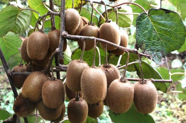 روز‌های پایانی برداشت کیوی در گیلان با برداشت ۹۸ درصد محصول