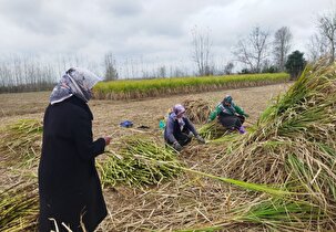 آغاز برداشت نیشکر در صومعه سرا
