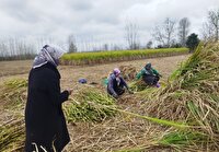 آغاز برداشت نیشکر در صومعه سرا