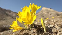 جام زرین زیبایی؛ می‌رسد به گل زردپوش دامنه کبیرکوه