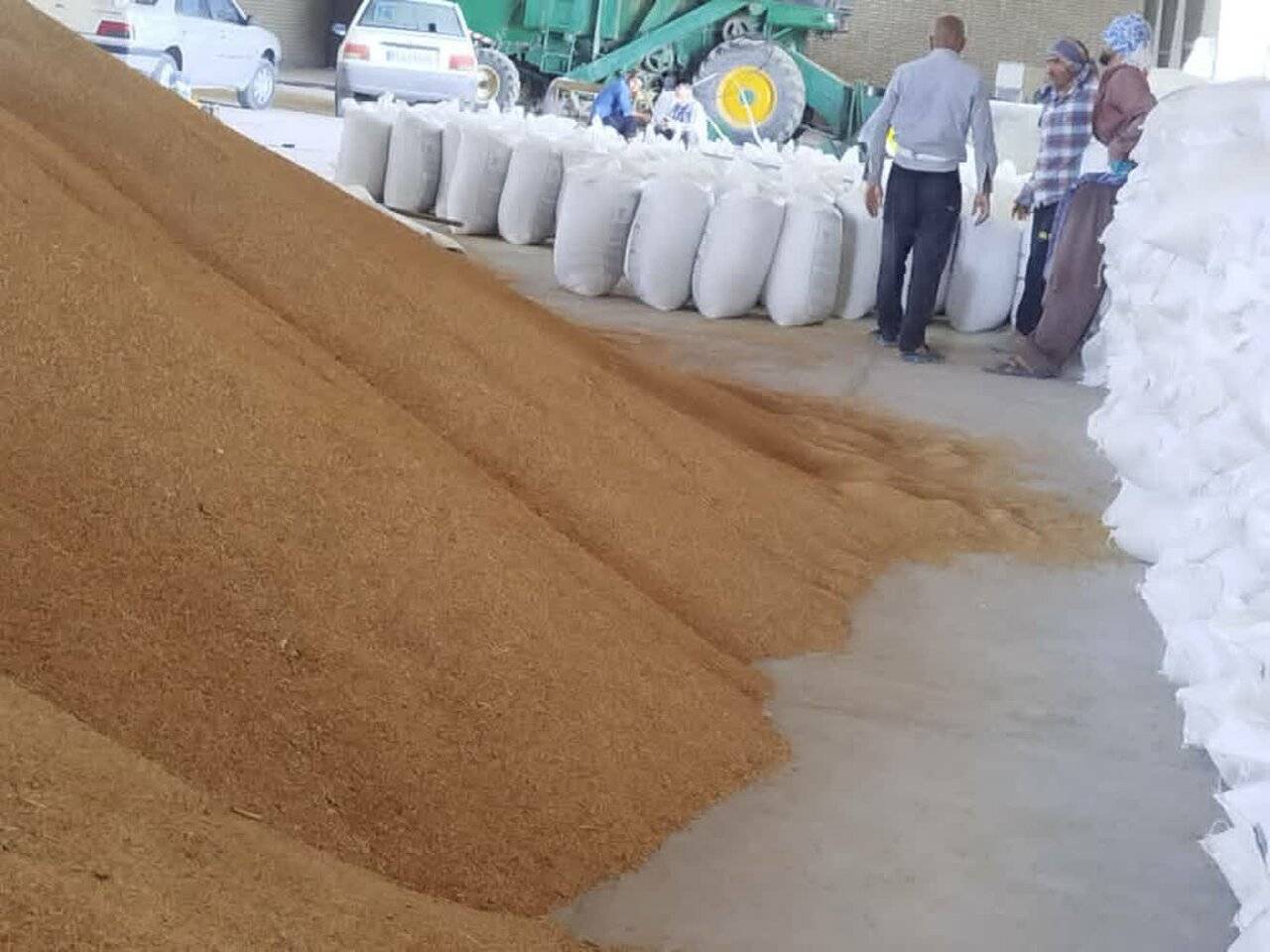 تأمین ۴۰۰ تن جو برای خوراک دام عشایر کلات