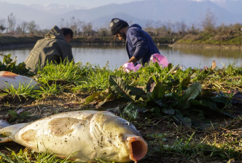 تولید بیش از ۷۰ درصد ازمحصولات شیلاتی گیلان در استخر‌های پرورش ماهی گرم آبی