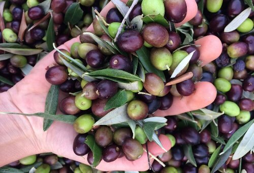 پُرشدن سبد تولید زیتون کشور با بیش از ۱۴ هزارتن محصول باغ‌های رودبار تاکنون