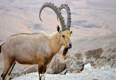 سرشماری کل و بز در منطقه حفاظت شده خرمنه سر طارم آغاز شد