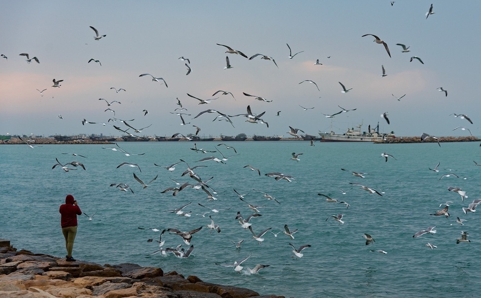 پیش‌بینی وضعیت به‌نسبت آرام برای بوشهر