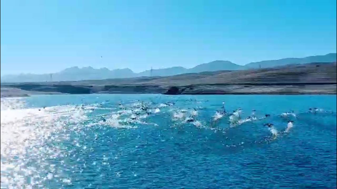 سدهای گلپایگان میزبان پنج هزار پرنده مهاجر