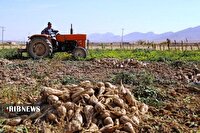 برداشت ۴۰۰ هزار تن چغندرقند از مزارع لرستان