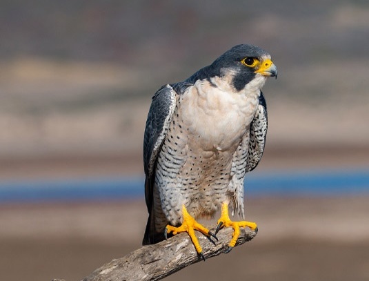 ایران برای حفاظت از شاهین دریایی در سایتیس فعال شد ایران برای حفاظت از شاهین دریایی در سایتیس فعال شد