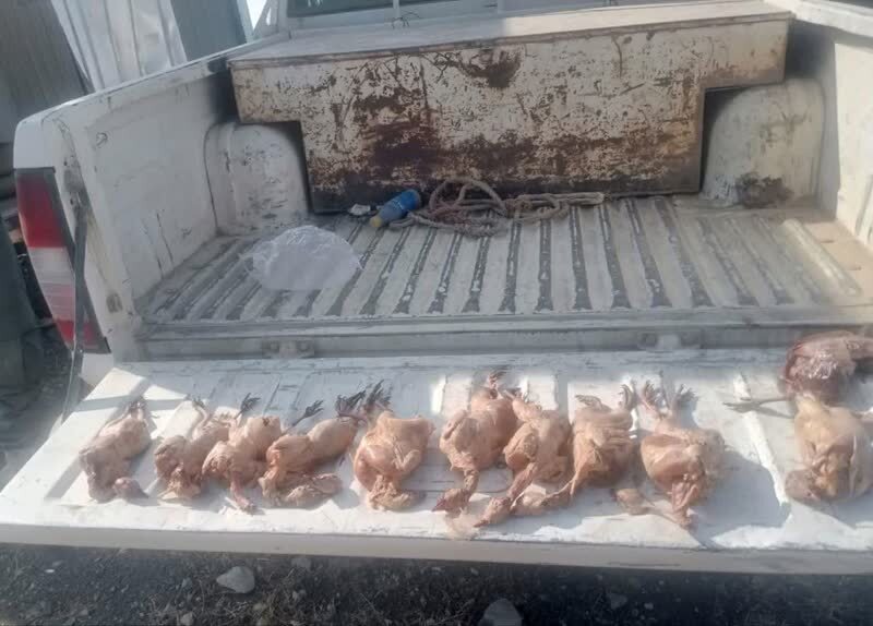 دستگیری دو متخلف بومی به جرم شکار غیرمجاز کبک درطارم