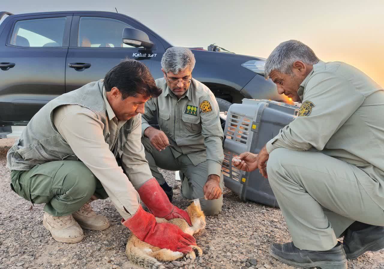 نجات و رهاسازی گربه شنی در خواف نجات و رهاسازی گربه شنی در خواف