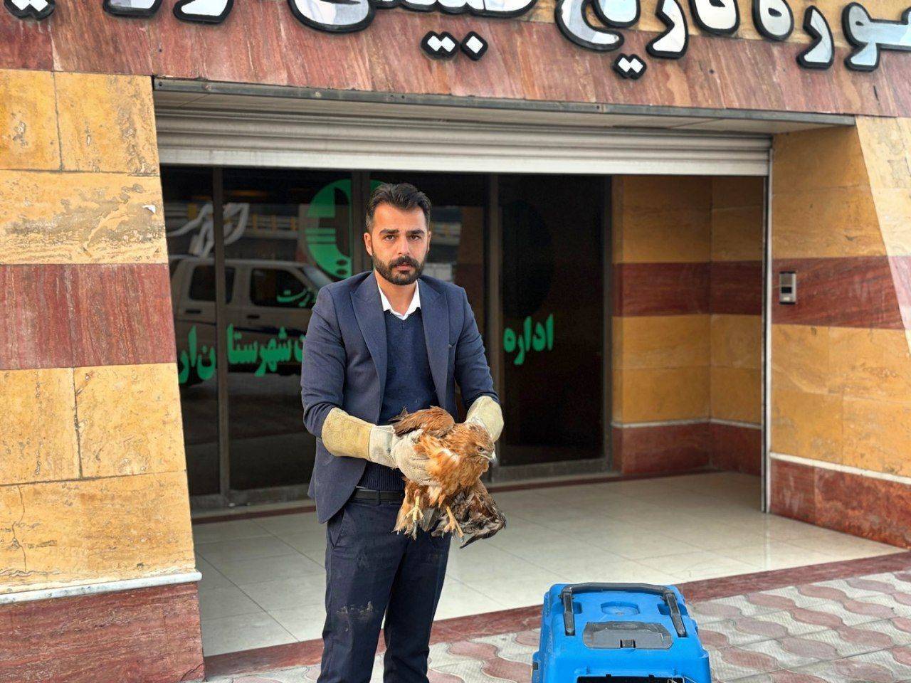 تحویل یک بال سارگپه زخمی به اداره حفاظت محیط زیست ارومیه تحویل یک بال سارگپه زخمی به اداره حفاظت محیط زیست ارومیه