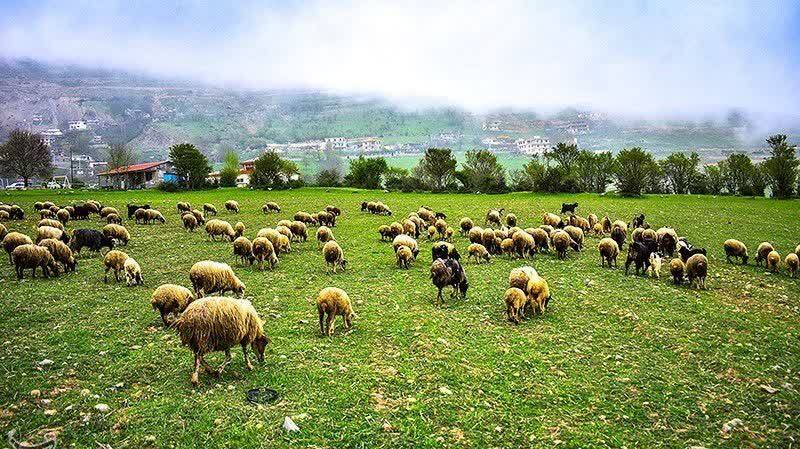 مدیریت پروانه چرا برای ۸۲ هزار هکتار از اراضی بروجرد مدیریت پروانه چرا برای ۸۲ هزار هکتار از اراضی بروجرد