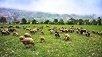 مدیریت پروانه چرا برای ۸۲ هزار هکتار از اراضی بروجرد