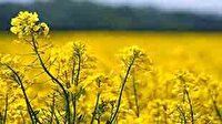 تعیین قیمت ۱۱۰ هزار تومانی برای خرید کلزا در لرستان
