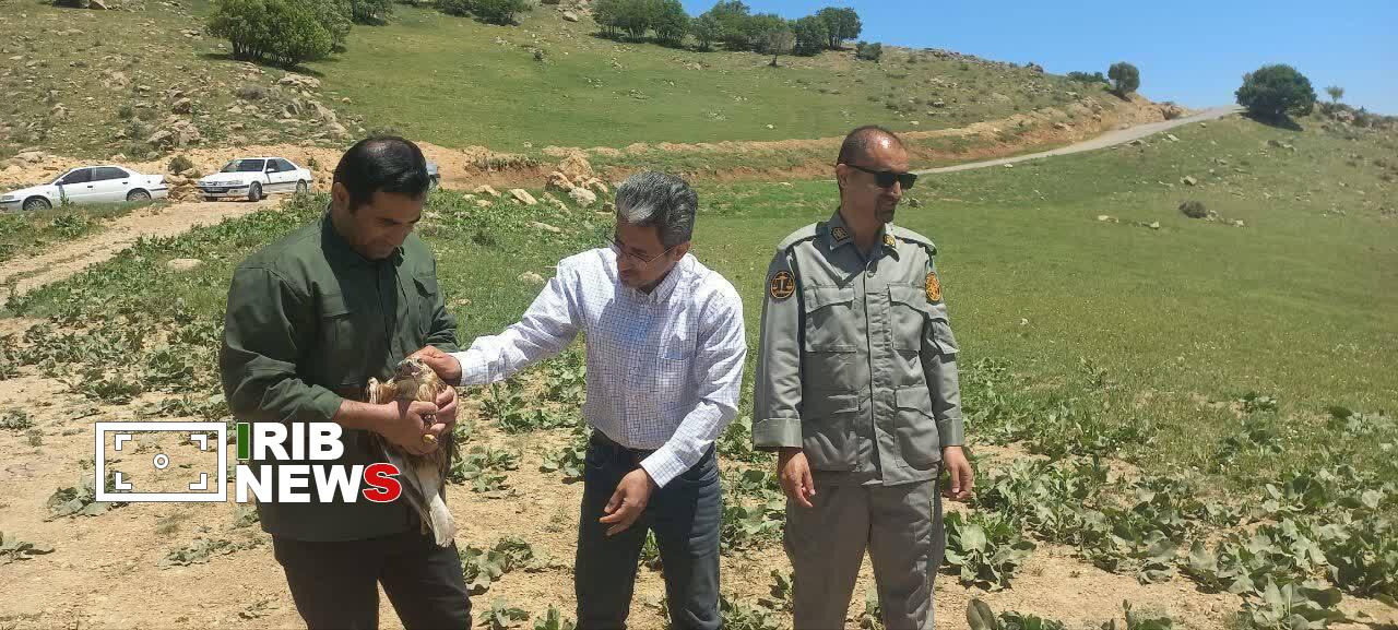 بازگشت پرندگان شکاری پس از تیمار و درمان به طبیعت دورود