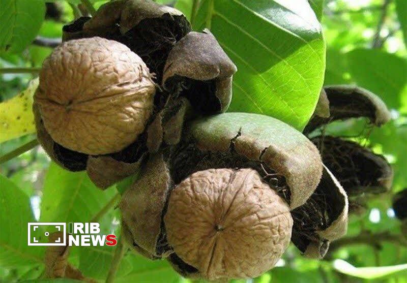 کاشت ۵۶۰۰ اصله نهال گردو در لرستان