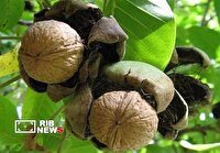 کاشت ۵۶۰۰ اصله نهال گردو در لرستان