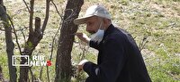 هشدار خشکیدگی بلوط‌ها در پیرجد خرم‌آباد لرستان