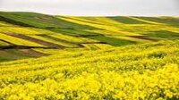 پیش‌بینی برداشت ۲۵۰ تن کلزا از مزارع بروجرد
