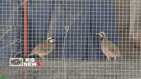 کشف ۱۳ پرنده از منزل یک متخلف زیست‌محیطی در خرم‌آباد