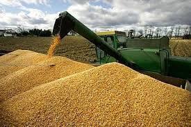 خرید بیش از یک میلیون و ۲۱۵ هزار تن گندم از کشاورزان خوزستانی