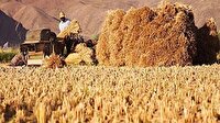 افزایش ۳۰ درصدی تولید علوفه در کشور