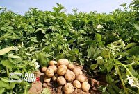 پیش‌بینی برداشت ۳۰۰ هزار تن سیب‌زمینی در لرستان