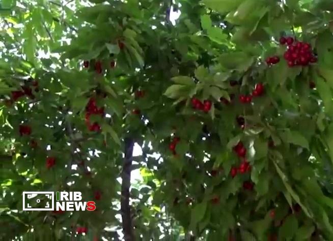 بروجرد قطب تولید آلبالو و گیلاس در لرستان بروجرد قطب تولید آلبالو و گیلاس در لرستان