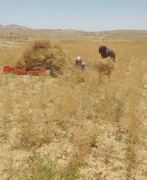 اولین برداشت طلای سیاه در خونیک تجن قائنات