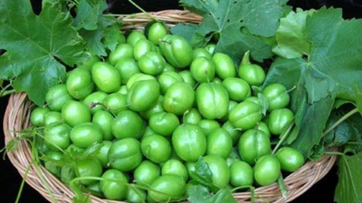 پایانی سبز برای فصل برداشت گوجه سبز در استهبان