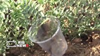 رهاسازی زنبور براکون در مزارع نخود لرستان