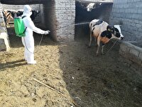 تب کریمه کنگو در کمین دامداری‌های اردبیل