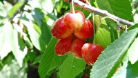 آغاز برداشت گیلاس از ۱۵۰ هکتار از باغ‌های فلاورجان