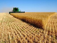 پیش بینی افزایش دوبرابری تولید گندم در آذربایجان‌غربی
