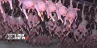 برطرف شدن کمبود مرغ گرم تا پنجم خرداد در لرستان
