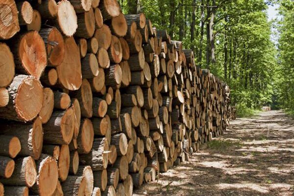 کشف ۷ تُن چوب قاچاق در بوکان؛ سودجویان با جاسازی زیر بار درختان خشک دستگیر شدند