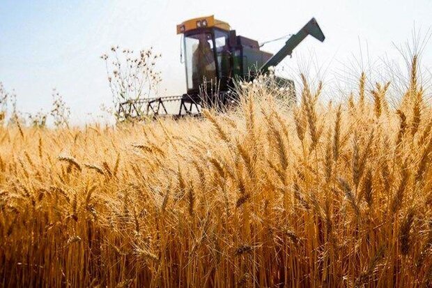 عملیاتی شدن ۹۸ درصد طرح پایداری تولید در دیمزارهای لرستان عملیاتی شدن ۹۸ درصد طرح پایداری تولید در دیمزارهای لرستان