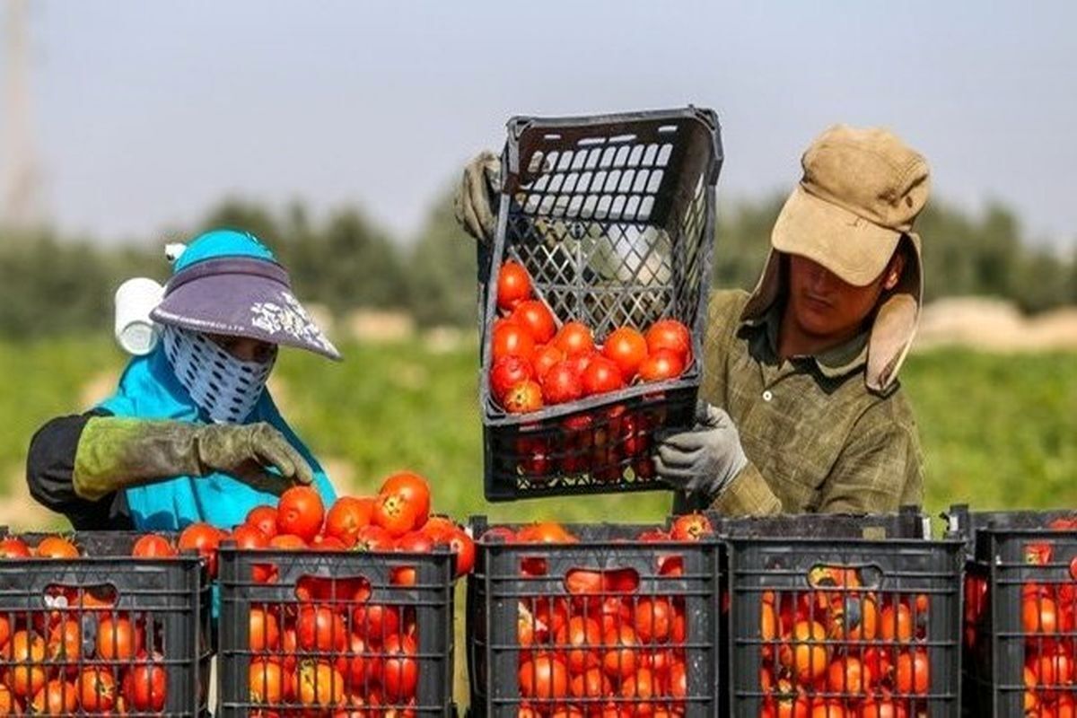 تسهیل تجارت محصولات کشاورزی خوزستان با رفع محدودیتهای صادرات تسهیل تجارت محصولات کشاورزی خوزستان با رفع محدودیتهای صادرات