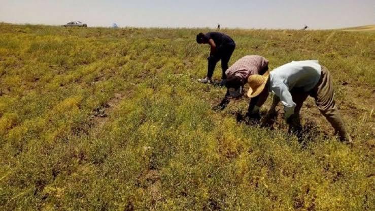 برداشت حدود ۳ هزار تن عدس در لرستان برداشت حدود ۳ هزار تن عدس در لرستان
