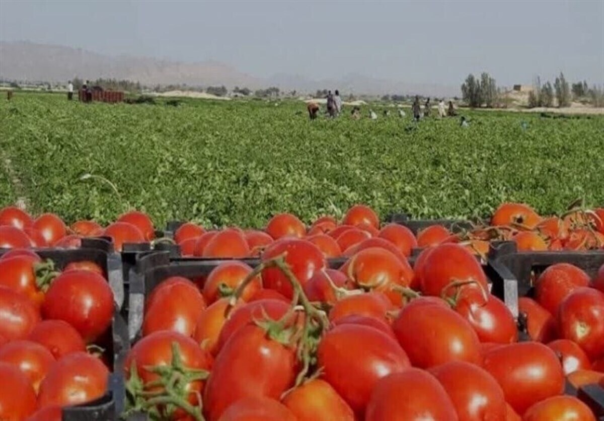 آغاز صادرات گوجه فرنگی زرین دشت به بازارهای کشورهای حوزه خلیج فارس آغاز صادرات گوجه فرنگی زرین دشت به بازارهای کشورهای حوزه خلیج فارس