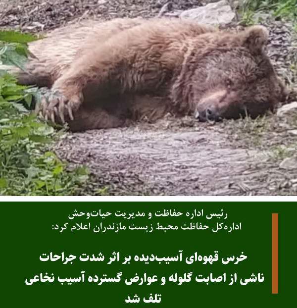 تلف شدن یک قلاده خرس در آمل تلف شدن یک قلاده خرس در آمل