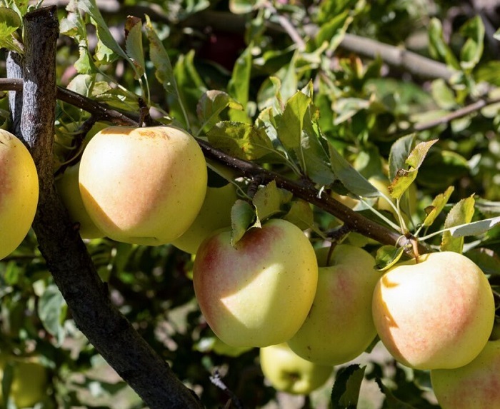 آغاز مبارزه طبیعی با کرم سیب در باغهای آذربایجانغربی آغاز مبارزه طبیعی با کرم سیب در باغهای آذربایجانغربی