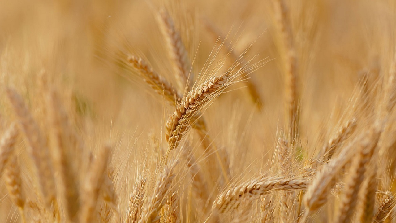 از سرگیری خرید تضمینی گندم در اتحادیه تعاون روستایی مراغه