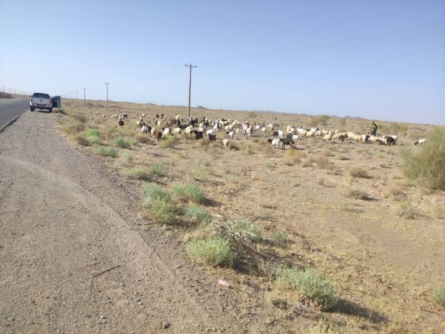 جلوگیری از ورود دام غیرمجاز به محدوده جنگلی خوسف