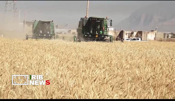 پیش‌بینی خرید ۵۵۰ هزار تن محصول گندم در لرستان 